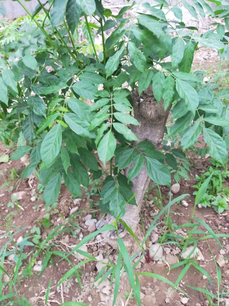 紫藤（熟桩可做盆景）