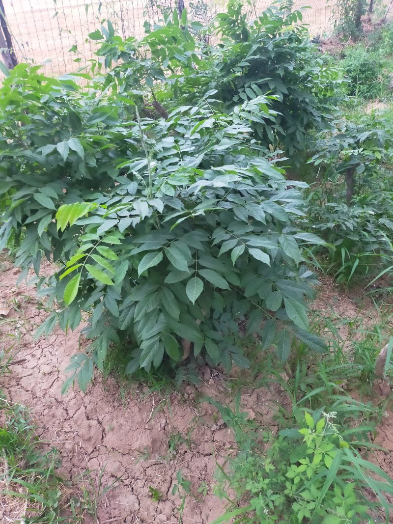 紫藤（熟桩可做盆景）