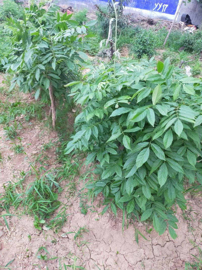 紫藤（熟桩可做盆景）