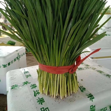 河北大叶韭菜大量上市，有白根、汉中九、竹叶青，欢迎来采购