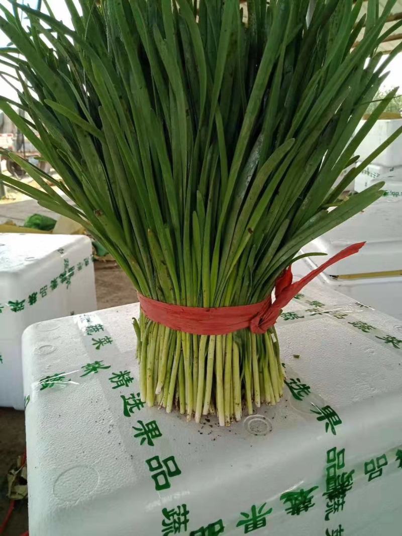 河北大叶韭菜大量上市，有白根、汉中九、竹叶青，欢迎来采购