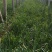 河北大叶韭菜大量上市，有白根、汉中九、竹叶青，欢迎来采购