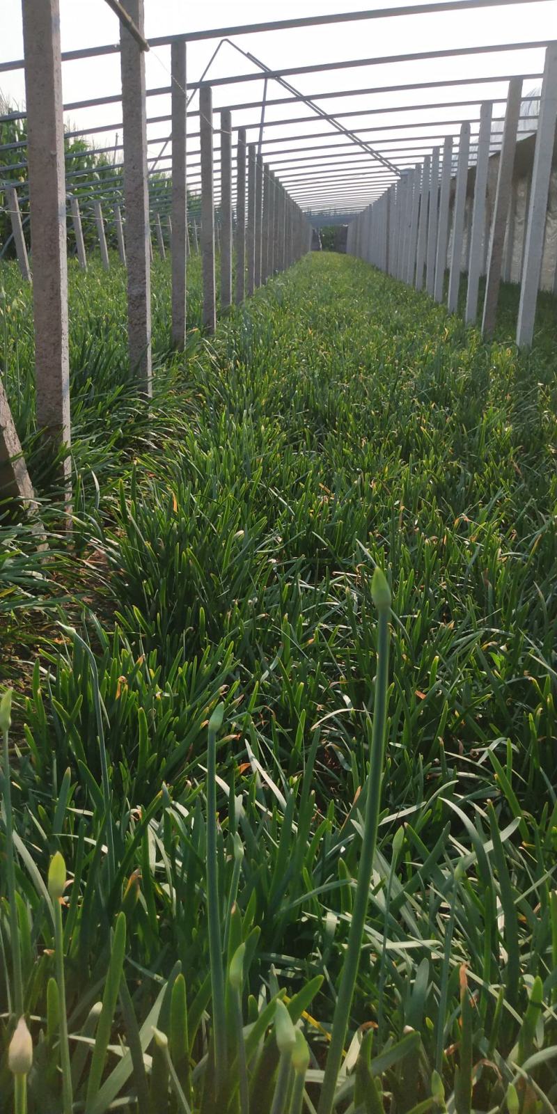 河北大叶韭菜大量上市，有白根、汉中九、竹叶青，欢迎来采购