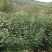 大量出售甘肃陇南六月大红袍椒树苗