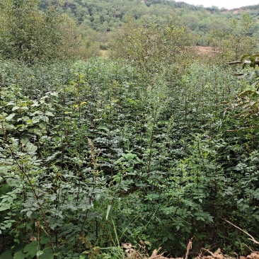 大量出售甘肃陇南六月大红袍椒树苗