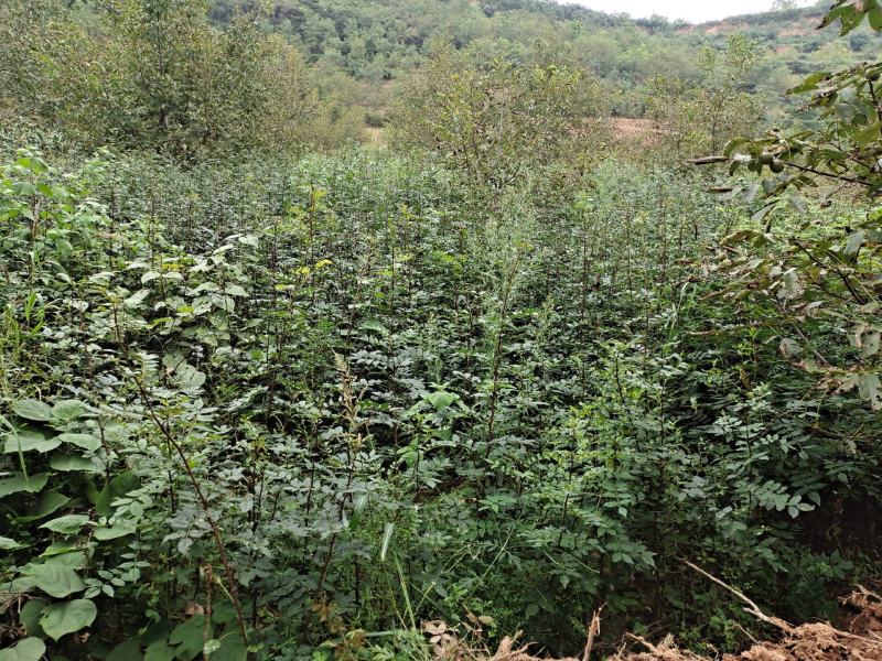 大量出售甘肃陇南六月大红袍椒树苗