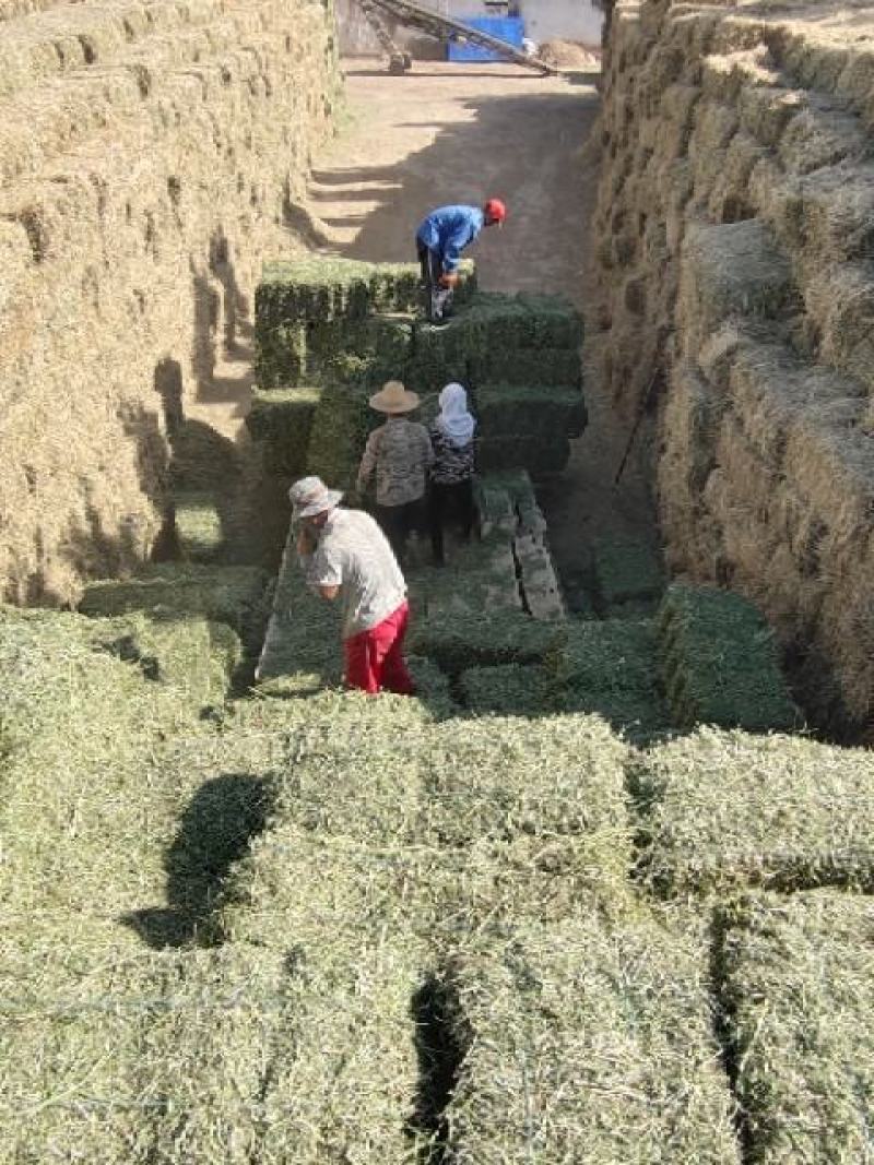 甘肃头苜蓿草紫花玉门牧草西域胜陇源草业苜蓿干度干叶片多
