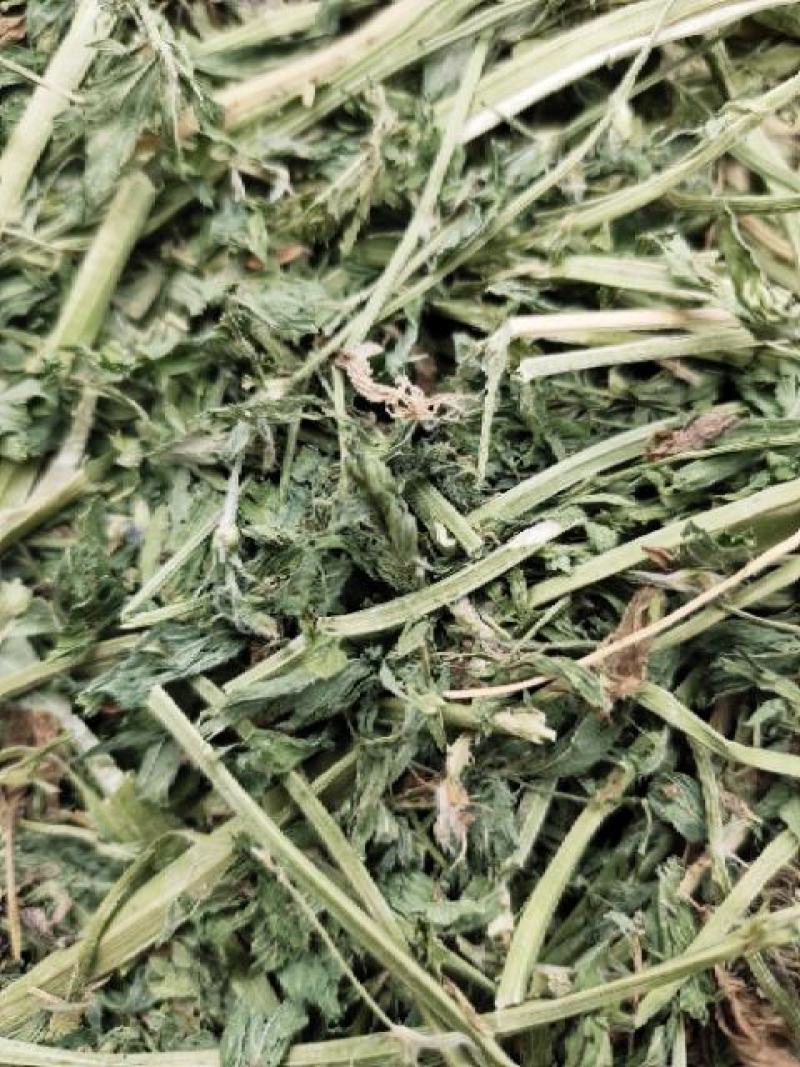 甘肃头苜蓿草紫花玉门牧草西域胜陇源草业苜蓿干度干叶片多