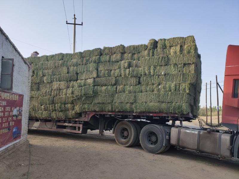 甘肃头苜蓿草紫花玉门牧草西域胜陇源草业苜蓿干度干叶片多