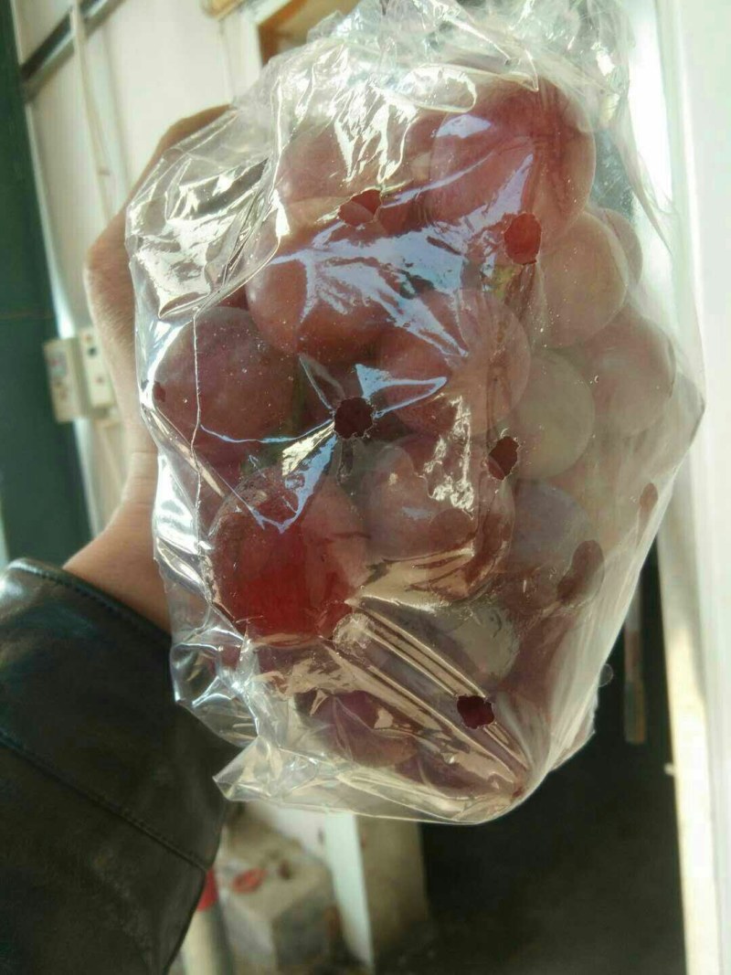 山东烟台海阳有二万亩精品红提，大量供应山东海阳精品红提