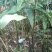 野生苗移栽林下种植重楼大货