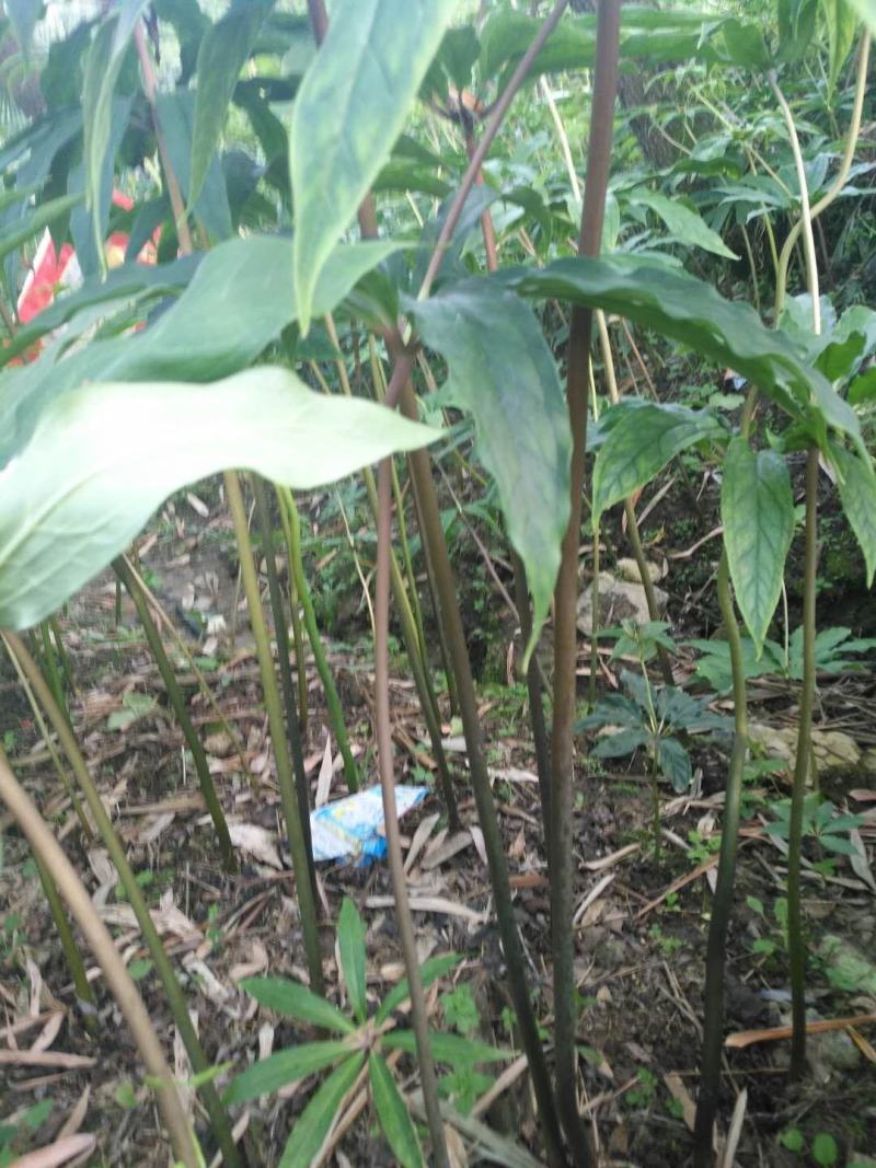 野生苗移栽林下种植重楼大货