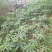 野生苗移栽林下种植重楼大货