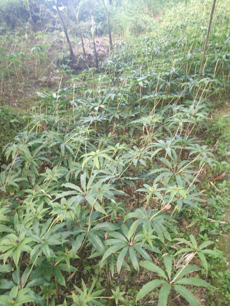 野生苗移栽林下种植重楼大货