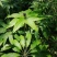 野生苗移栽林下种植重楼大货