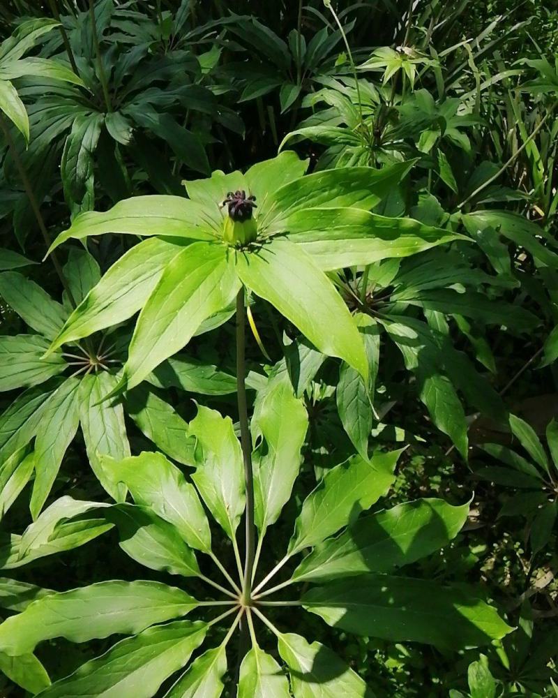 野生苗移栽林下种植重楼大货
