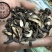 香附香附个香附片制香附片醋香附保庆药业批发香附子