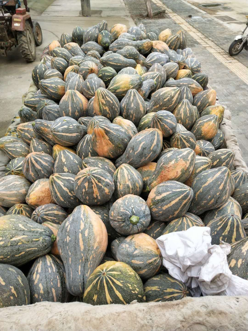 香芋南瓜5万亩种植，全国布局种植，常年不断货精品供应