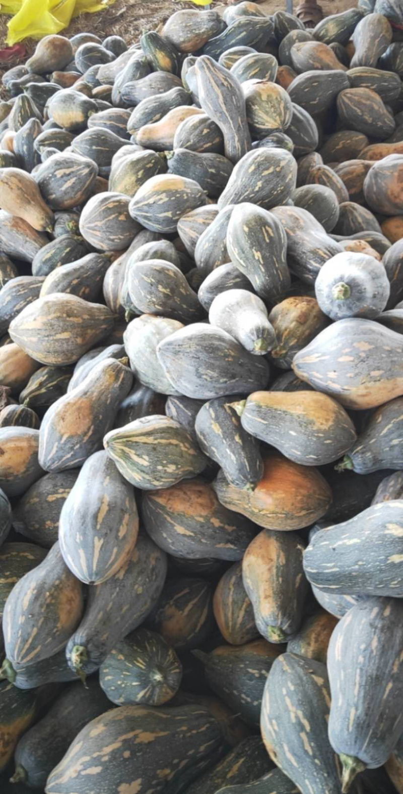 香芋南瓜5万亩种植，全国布局种植，常年不断货精品供应