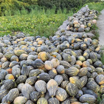 香芋南瓜5万亩种植，全国布局种植，常年不断货精品供应