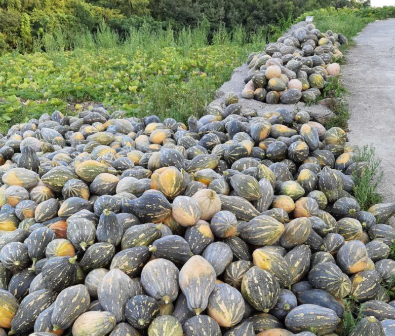 香芋南瓜5万亩种植，全国布局种植，常年不断货精品供应