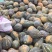 香芋南瓜5万亩种植，全国布局种植，常年不断货精品供应