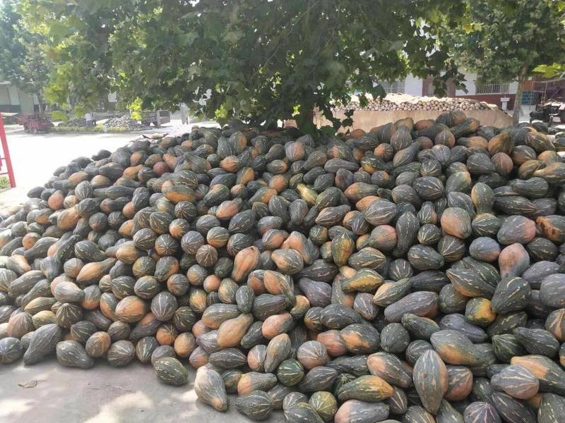 香芋南瓜5万亩种植，全国布局种植，常年不断货精品供应