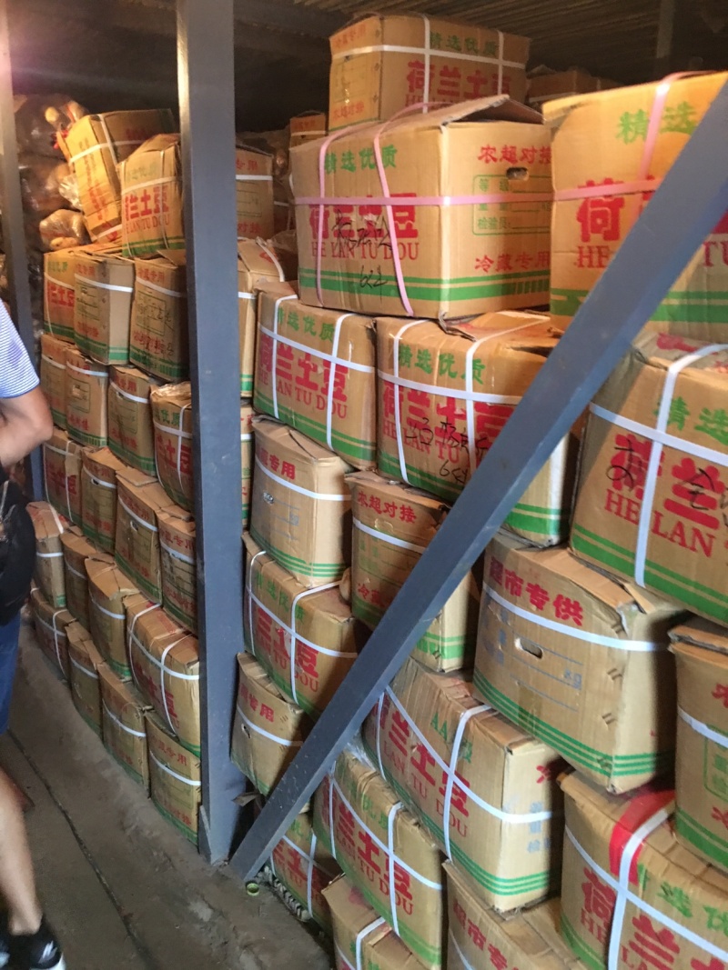 山东滕州市冷库荷兰十五土豆3两半以上通货冷库