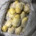 山东滕州市冷库荷兰十五土豆3两半以上通货冷库
