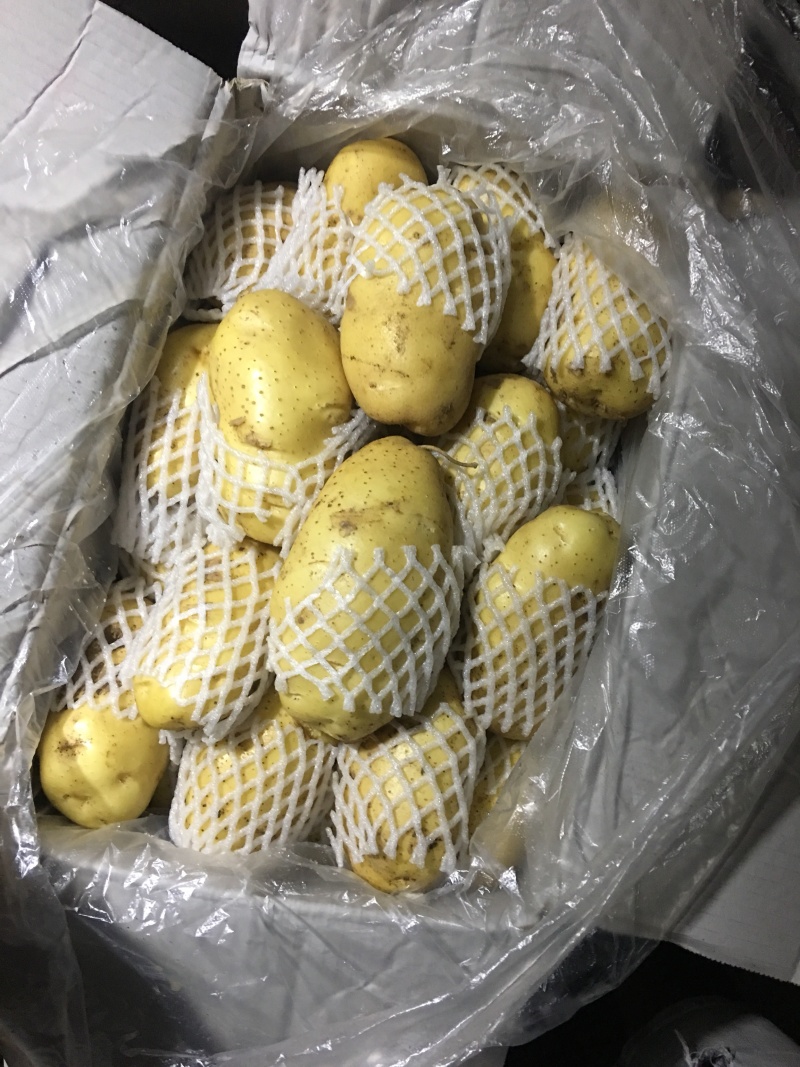 山东滕州市冷库荷兰十五土豆3两半以上通货冷库