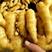 优质窖藏大小黄姜产地批发一手货源。保证质量！面向全国发货