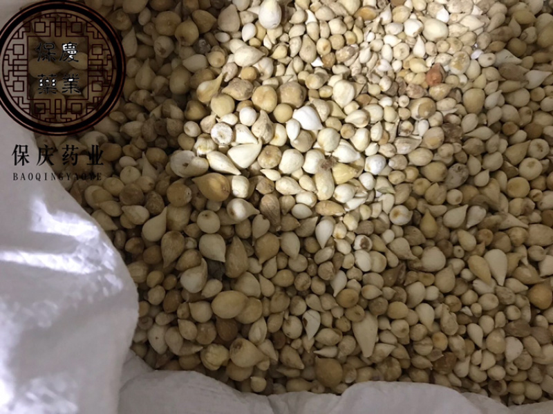 光慈姑山慈菇光慈菇白茨菇毛慈菇光茨菇冰球子