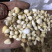 光慈姑山慈菇光慈菇白茨菇毛慈菇光茨菇冰球子
