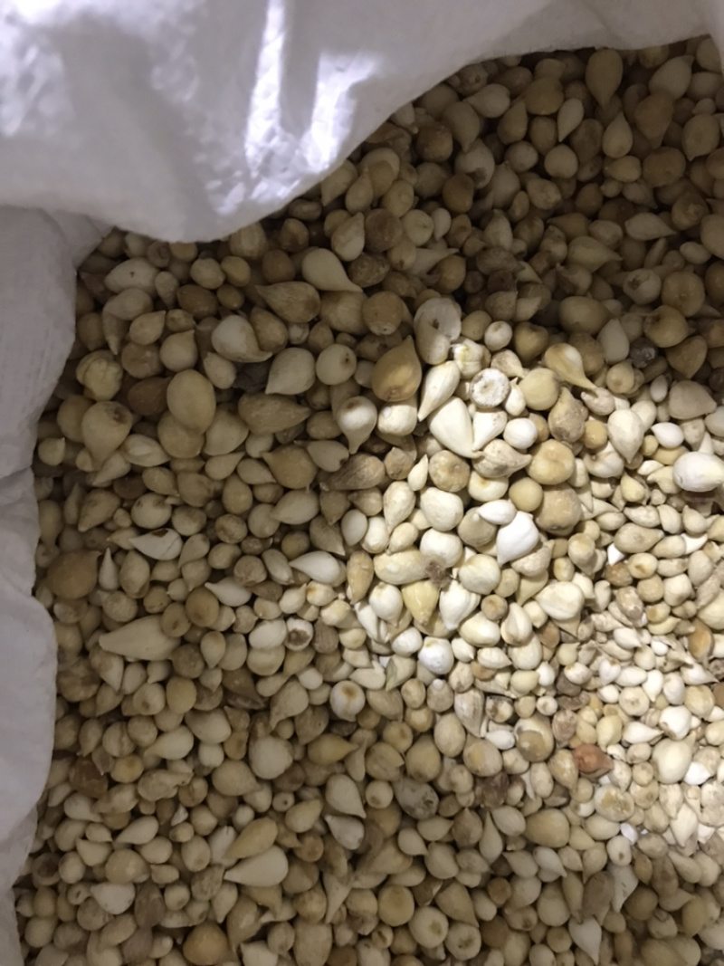 光慈姑山慈菇光慈菇白茨菇毛慈菇光茨菇冰球子