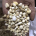光慈姑山慈菇光慈菇白茨菇毛慈菇光茨菇冰球子