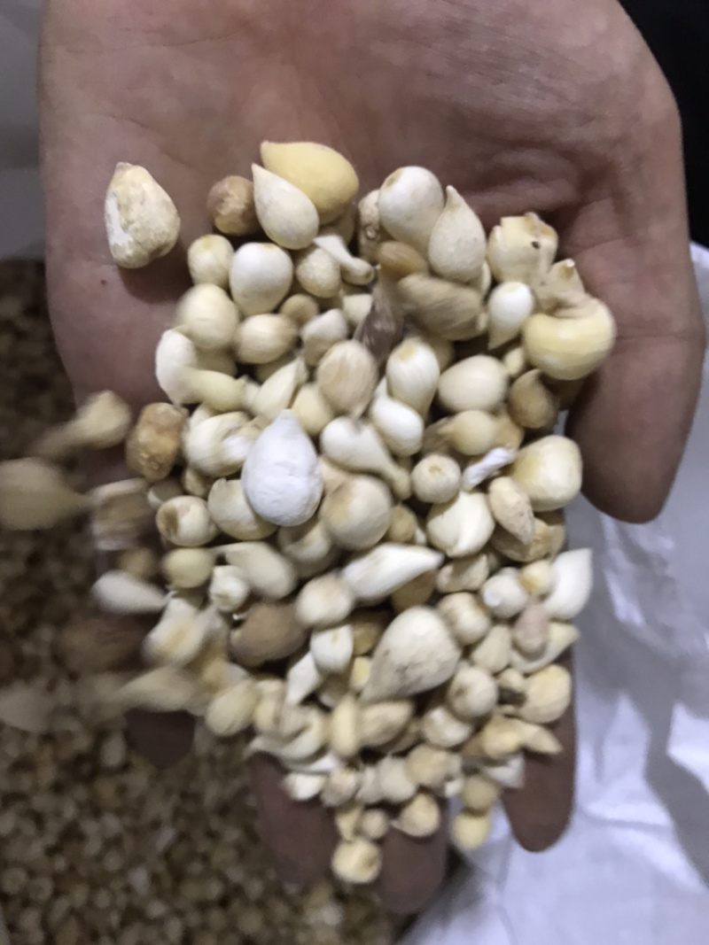 光慈姑山慈菇光慈菇白茨菇毛慈菇光茨菇冰球子