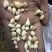 光慈姑山慈菇光慈菇白茨菇毛慈菇光茨菇冰球子
