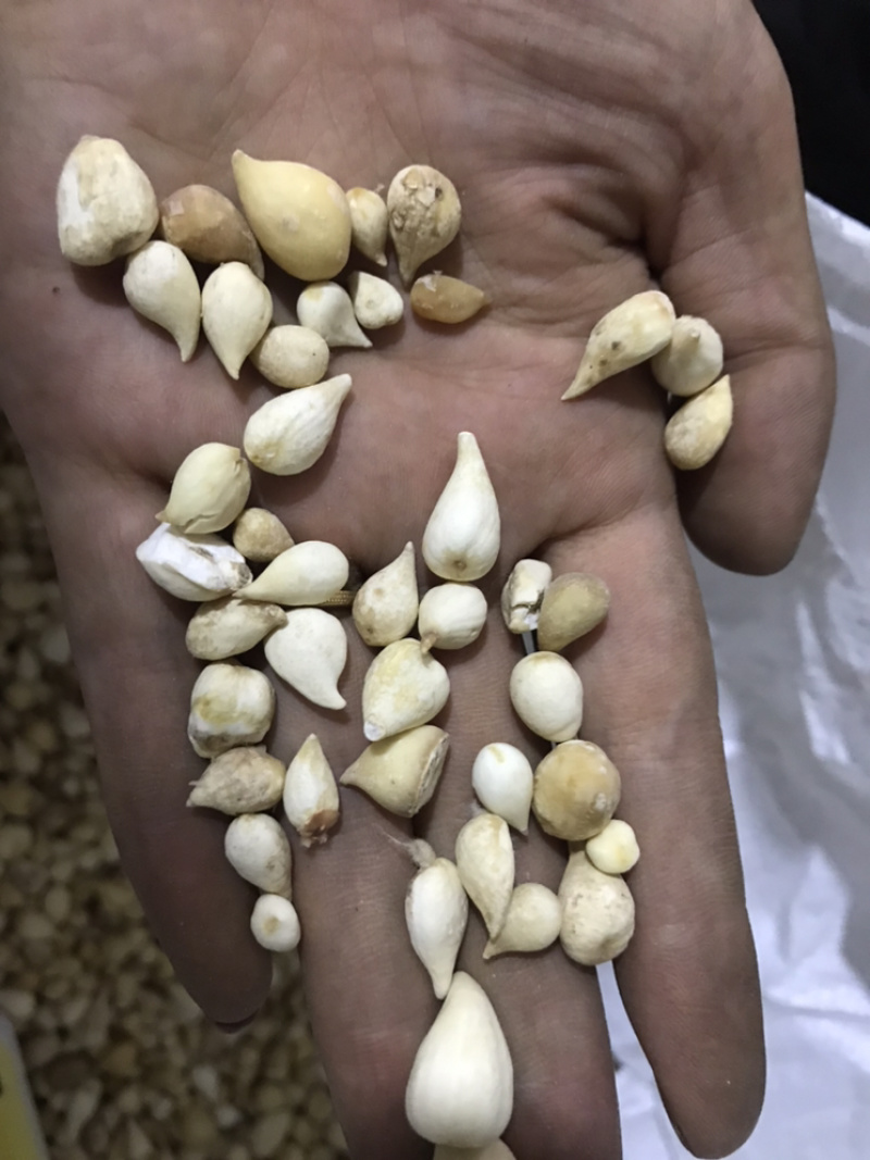 光慈姑山慈菇光慈菇白茨菇毛慈菇光茨菇冰球子