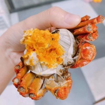 大闸蟹黄满肉肥保证质量