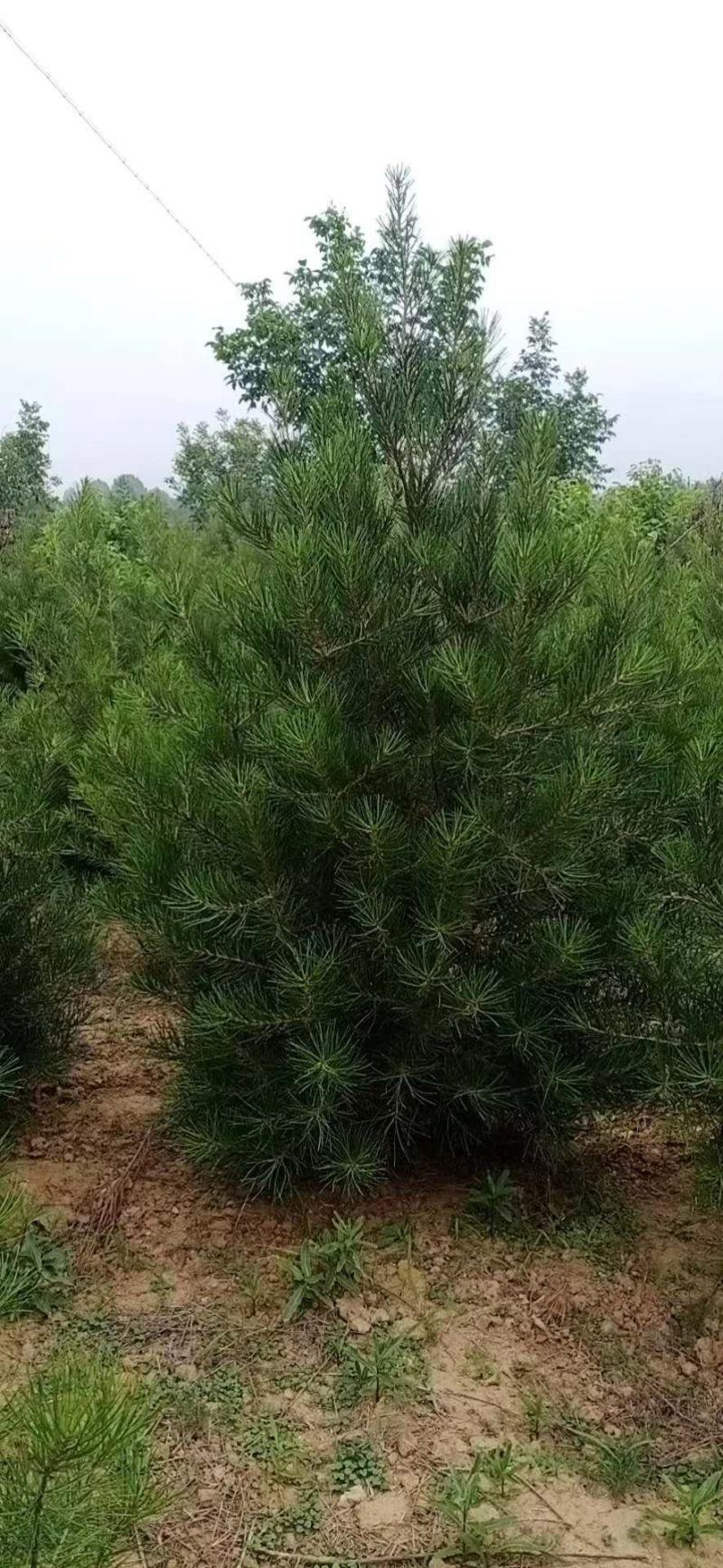 热卖【白皮松】白皮松树耐存活各种规格都有货量充足