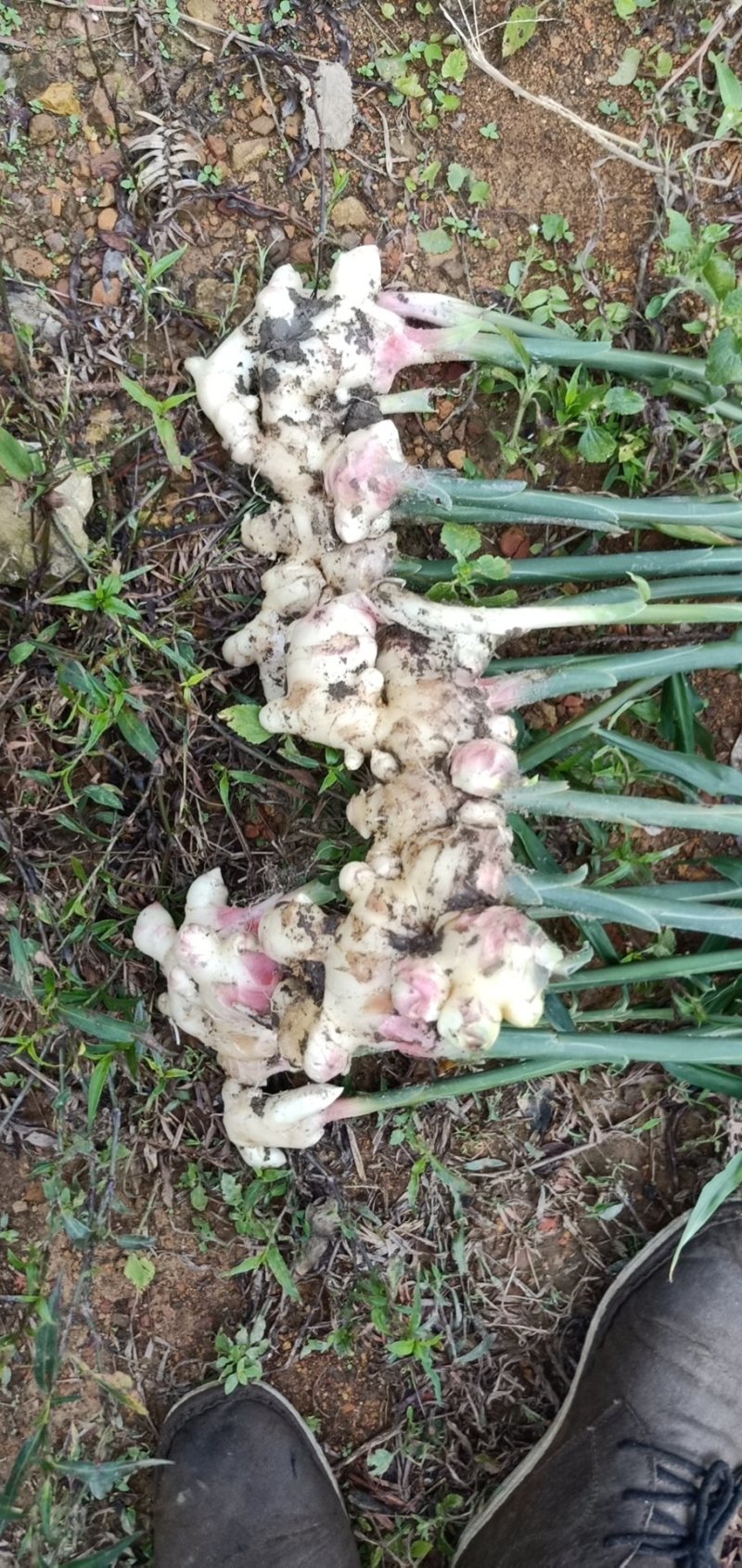 生姜，平头姜，长姜，老姜头！子姜，大肉姜，小黄姜，量大从优