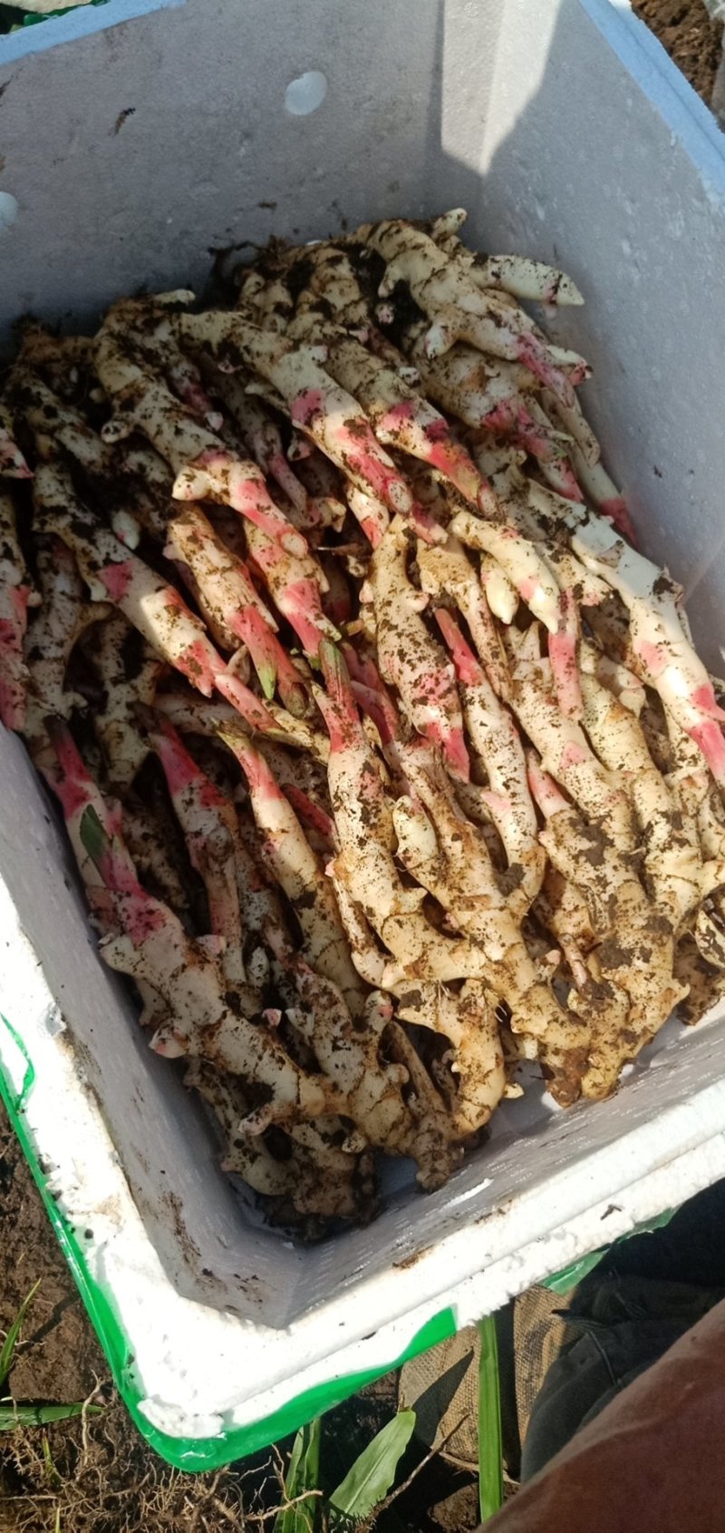 生姜，平头姜，长姜，老姜头！子姜，大肉姜，小黄姜，量大从优