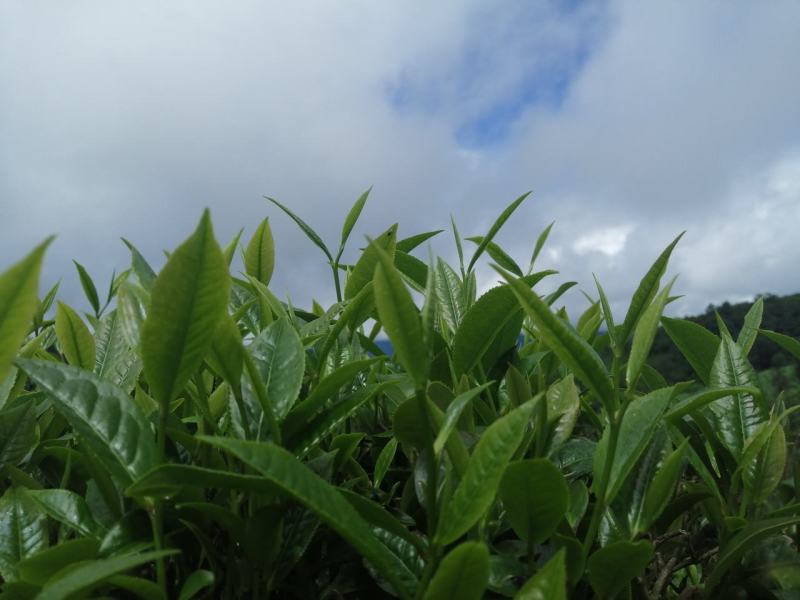 勐海县布朗山茶区域。自产自销山头撒茶（生普）。