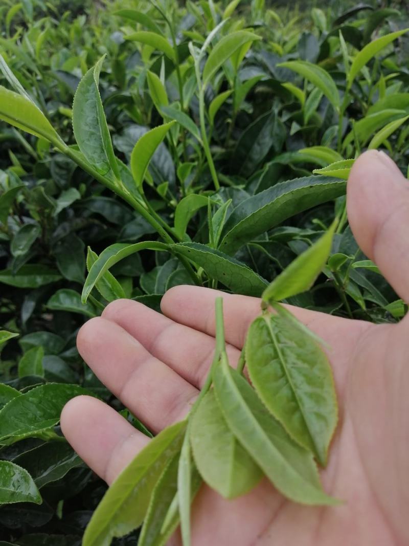 勐海县布朗山茶区域。自产自销山头撒茶（生普）。