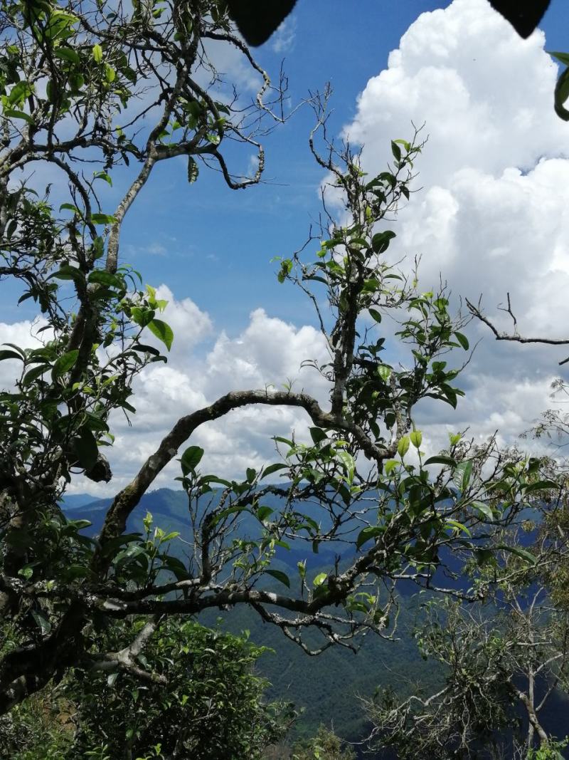 勐海县布朗山茶区域。自产自销山头撒茶（生普）。
