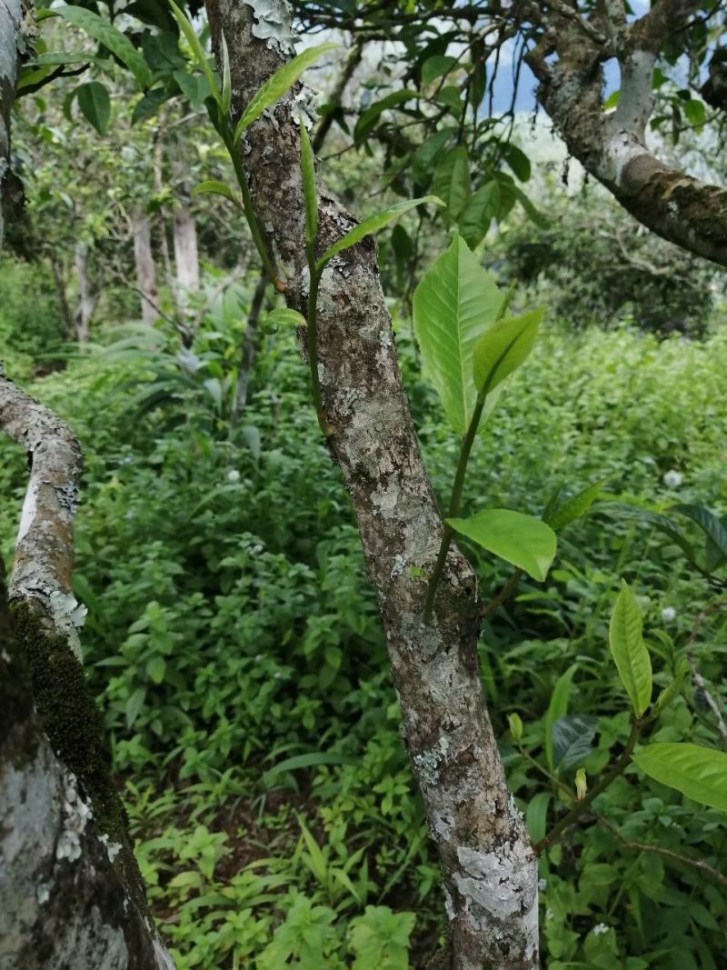勐海县布朗山茶区域。自产自销山头撒茶（生普）。