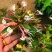 金银花红银花盆栽地栽南北方庭院户外可食用