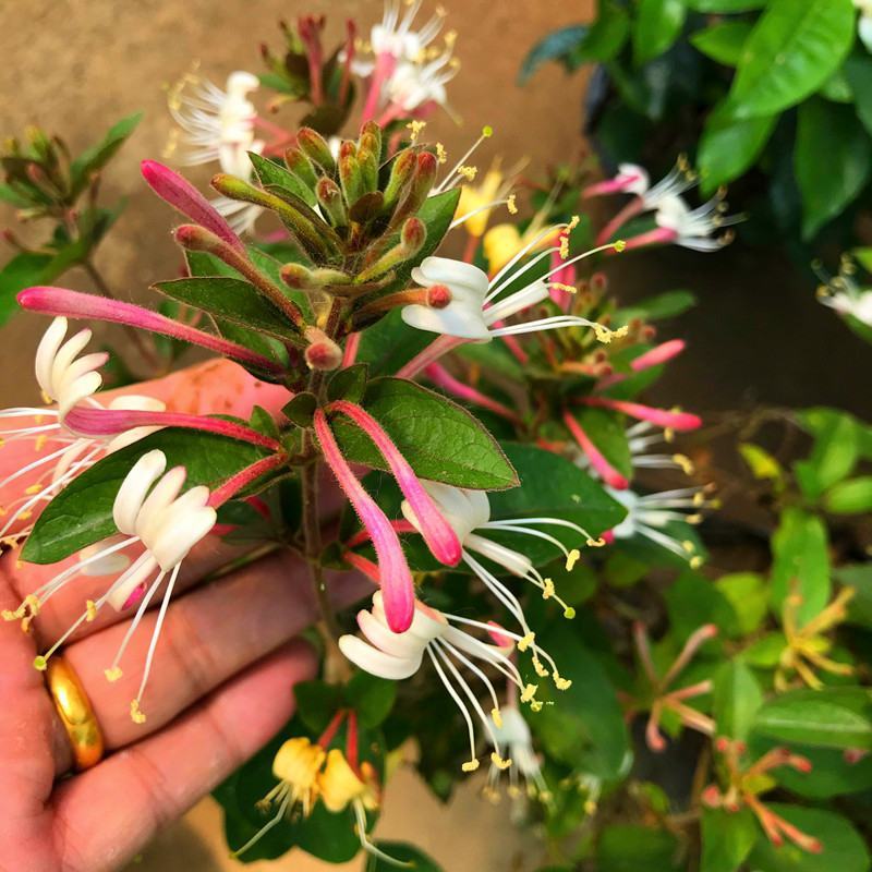 金银花红银花盆栽地栽南北方庭院户外可食用