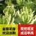 金银花红银花盆栽地栽南北方庭院户外可食用