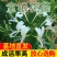 金银花红银花盆栽地栽南北方庭院户外可食用